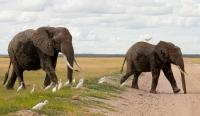 Kenya arrests four in probe into 18 elephant deaths in Amboseli
