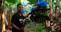 Banano de Costa Rica: From Geographical Indication to a Global Sector Brand