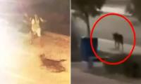 Moment 'wolf' attacks tourists in Italian resort leaving three injured