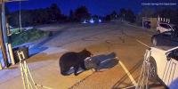 Bear walks into Colorado Springs Fire Department station, steals gear bag