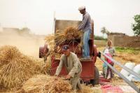 Egypt Tops Arab Wheat Production Forecasts for 2026: FAO
