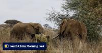 4 arrested as Kenya investigates 18 elephant deaths in Amboseli