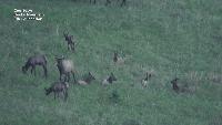 Wildfire intensity plays key role in impacts to Montana elk habitat