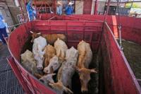 Economists don’t expect reopening the U.S. to Mexican cattle imports to reduce high beef prices