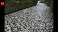 Tons of fish die in Polish canal as toxic golden algae bloom sparks fears of another major ecological disaster
