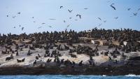 A deadly cross over: In South Africa, rabies moves from land animals to seals