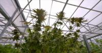 UGA study finds medical cannabis users take fewer sick days