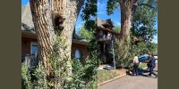 Bear found on tree in Denver neighborhood caught by officers and relocated back into wild