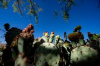 Research explores new markets for prickly pear cactus