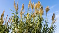 Global wheat prices are rising in warming climates, raising food security concerns
