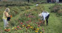 Athens garden club views flower business in Cleveland
