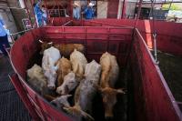 AP News: Economists don't expect reopening the US to Mexican cattle imports to reduce high beef prices