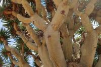 Latest addition to our living collection, The Drago Tree