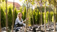 The Beautiful, Medicinal Tree That Gardeners Have All But Forgotten