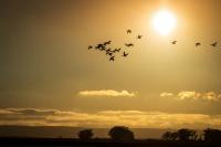 Indiana Is About to Become a Highway for Migrating Birds