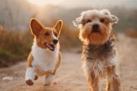 Important New Recall Announced for Montana Dog Owners