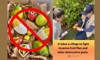 California’s Fruit Fly Fight: The Tiny Invaders That Can Ruin Your Backyard