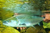 Wales’ wildlife pushed to breaking point as rivers hit lethal temperatures