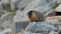 Fat Marmot Week Lets Colorado Vote for Chunky Marmots