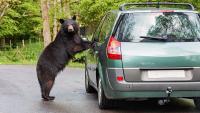 Tourists smash SUV window to free black bear trapped inside their vehicle in Gatlinburg