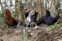 Tough birds: island’s feral chickens get scientific study