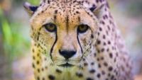 Maryland Zoo's remaining male cheetah euthanized following health complications