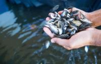 GenoMar Genetics Vietnam enjoying tilapia seed sales spike thanks to rapid sector expansion