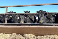 Economists: Cattle from Mexico won’t lower U.S. prices
