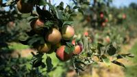 New York apple orchards add ziplines, concerts and cideries to keep visitors coming
