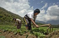 Crop and Livestock insurance delivers early relief to Bhutanese farmers hit by weather and wildlife