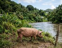 Agriculture Minister urges pig farmers to desist from tying their animals on the river banks