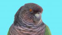 Sisserou Parrot statue set to become world’s tallest when Dominica cable car is complete