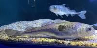 Greenland’s polar cod are declining and moving north as waters warm
