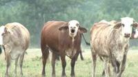 Mississippi cattle farmers warn of beef import fallout