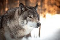 Montana Hunters, The Wolf Limit Is Changing This Season