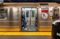 New York was ranked the worst state in America for pet owners—here’s why