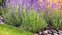 Monty Don urges gardeners to do 1 lavender task this week for regrowth next year