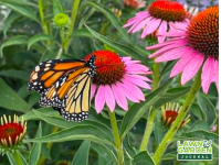 Deep into the gardening season, the calls keep coming on the Lawn & Garden Journal