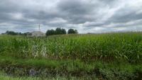 Heavy rain creates challenges for Ohio farmers as harvest approaches
