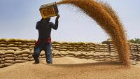 Government lifts ban on wheat exports, cites farmers’ interests amid depressed local prices