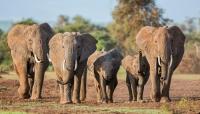 Kenya arrests four after 18 elephants die in mysterious poisoning case