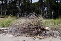Living shorelines in Maine show mixed success