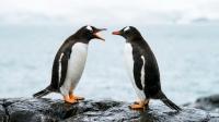 Australia Mass Vaccinates Penguins Against Bird Flu