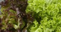 Wyoming sees 3 cyclospora cases tied to Taylor Farms outbreak, domestic travel