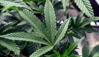 Is legal weed making more people addicted? A new study suggests so