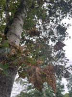 Why some Nova Scotia trees are dropping leaves early
