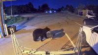 WATCH: Bear walks into Colorado Springs fire station, steals gear bag