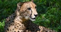 The Maryland Zoo euthanized its only remaining male cheetah after a long illness