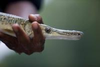 MDC continues alligator gar restoration efforts in southeast Missouri