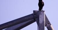 New Caledonian Crows Can Infer Weight